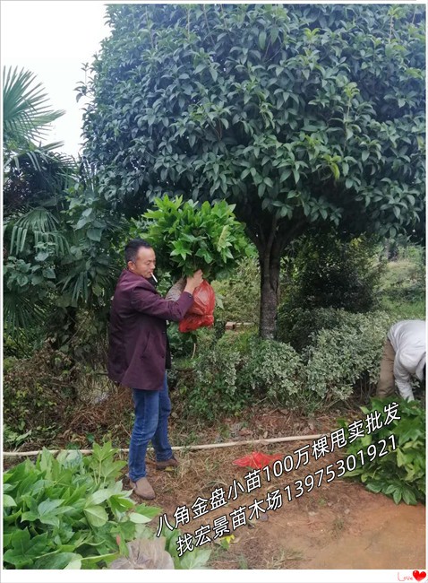 八角金盘小苗-湖南春鹃杯苗-浏阳八角金盘杯苗找宏景