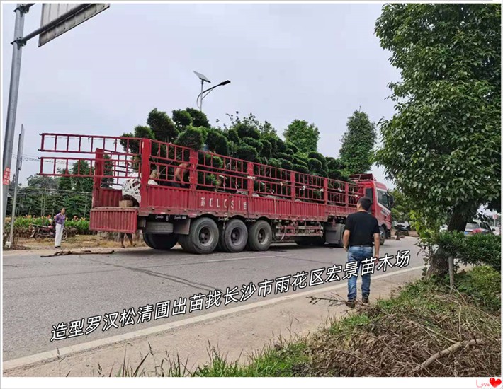 造型罗汉松苗圃，湖南罗汉松价格，浏阳罗汉松-宏景苗木场