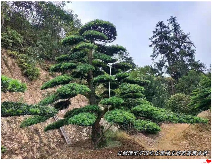 造型罗汉松，丛生多杆造型榆树，湖南榔榆苗圃-宏景苗木场