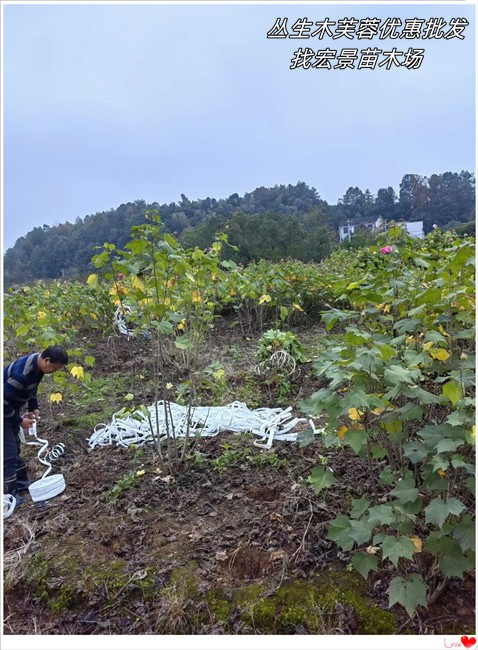 湖南木芙蓉，浏阳夹竹桃，跳马红叶石楠-宏景苗木场