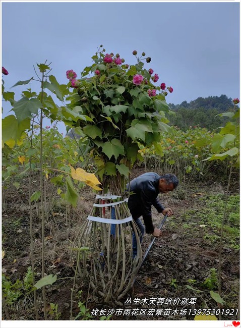 湖南木芙蓉，浏阳夹竹桃，跳马红叶石楠-宏景苗木场