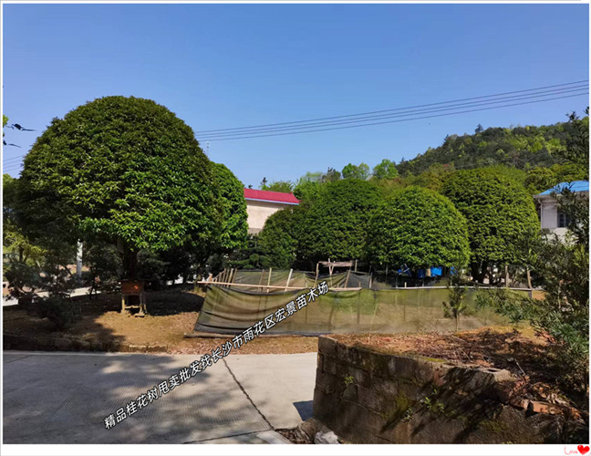 精品桂花树苗圃，湖南丛生桂花树，四季桂杯苗-宏景苗木场