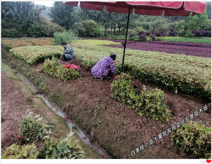 精品桂花树苗圃，湖南丛生桂花树，四季桂杯苗-宏景苗木场