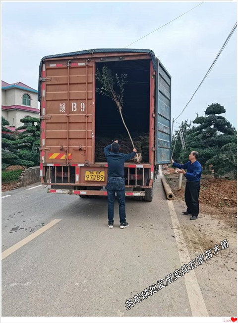 湖南茶花球价格，浏阳茶花苗圃，茶梅小毛球-宏景苗木场