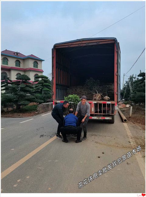 湖南茶花球价格，浏阳茶花苗圃，茶梅小毛球-宏景苗木场