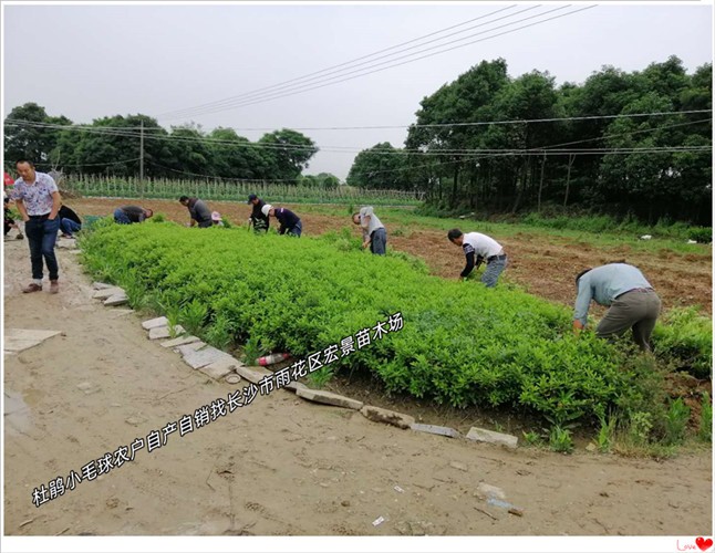 长沙跳马春鹃球，湖南杜鹃杯苗，浏阳小叶栀子小苗-宏景苗木场