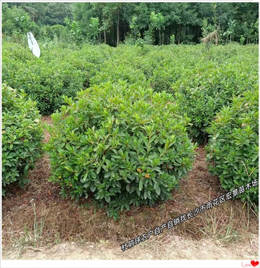 长沙跳马春鹃球，湖南杜鹃杯苗，浏阳小叶栀子小苗-宏景苗木场