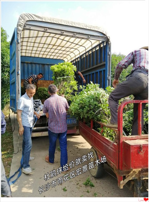 长沙跳马春鹃球，湖南杜鹃杯苗，浏阳小叶栀子小苗-宏景苗木场