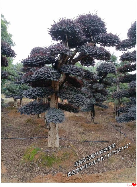 多杆红花檵木树桩,湖南红檵木桩景,造型罗汉松批发-宏景轩苗木合作社