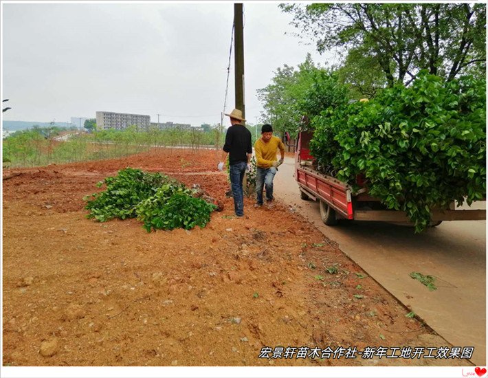 湖南苗木花木，浏阳苗木价格，湖南绿化苗木-宏景轩苗木合作社