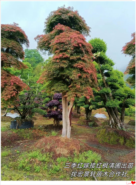 浏阳原生红枫，嫁接红枫，长沙三季红红枫，湖南多杆红枫找宏景轩