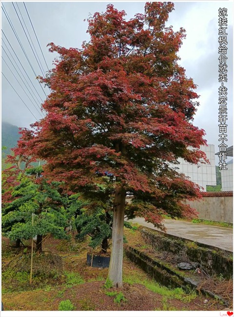 浏阳原生红枫，嫁接红枫，长沙三季红红枫，湖南多杆红枫找宏景轩