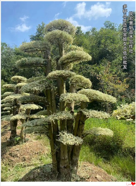 造型亮晶女贞-湖南造型金姬女贞棒棒糖，浏阳亮晶女贞苗圃-宏景轩苗木合作社