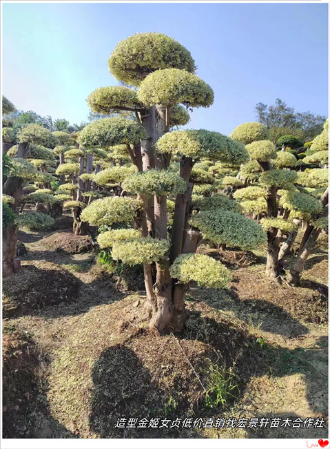 造型亮晶女贞-湖南造型金姬女贞棒棒糖，浏阳亮晶女贞苗圃-宏景轩苗木合作社