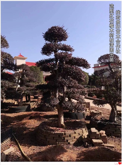 造型红花檵木，湖南丛生红花檵木，红花檵木杯苗-宏景轩