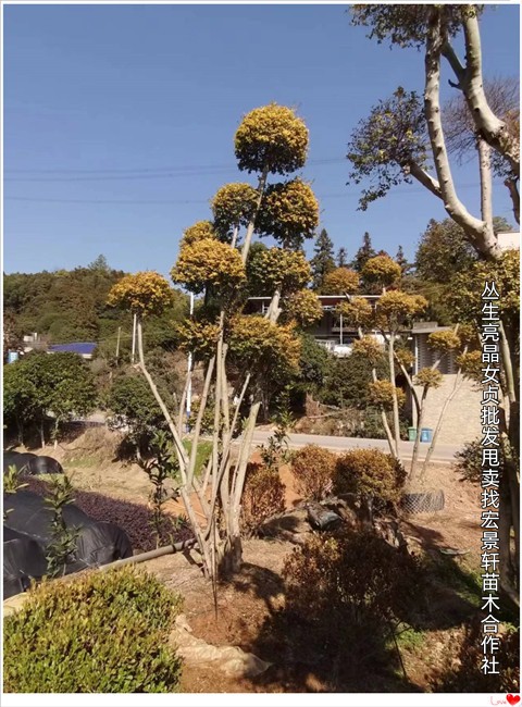 造型亮晶女贞，湖南造型金姬女贞价格，浏阳造型红花檵木-宏景轩苗木合作社