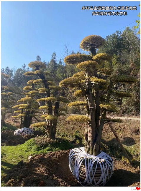 造型亮晶女贞，湖南造型金姬女贞价格，浏阳造型红花檵木-宏景轩苗木合作社