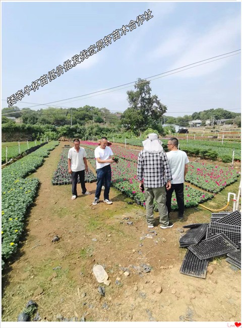 矮牵牛杯苗，湖南矮牵牛价格，浏阳矮牵牛基地-宏景轩苗木合作社