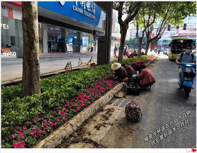 矮牵牛杯苗，湖南矮牵牛价格，浏阳矮牵牛基地-宏景轩苗木合作社