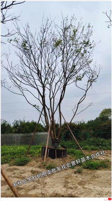 全冠朴树，多杆丛生朴树，湖南朴树基地，浏阳移栽朴树-宏景轩苗木合作社