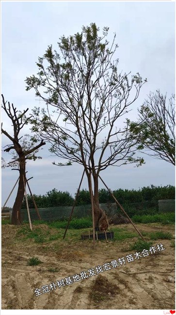 全冠朴树，多杆丛生朴树，湖南朴树基地，浏阳移栽朴树-宏景轩苗木合作社