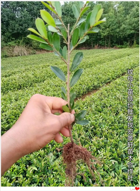 湖南纹母小苗，中华纹母杯苗，浏阳纹母小毛球-宏景轩