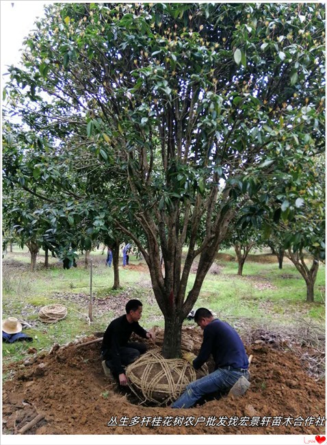 多杆丛生桂花树，湖南桂花树价格，浏阳精品桂花树-宏景轩苗木合作社