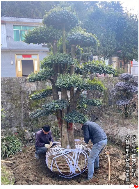 湖南造型榆树,丛生造型椤木石楠,浏阳长飘罗汉松-宏景轩苗木合作社