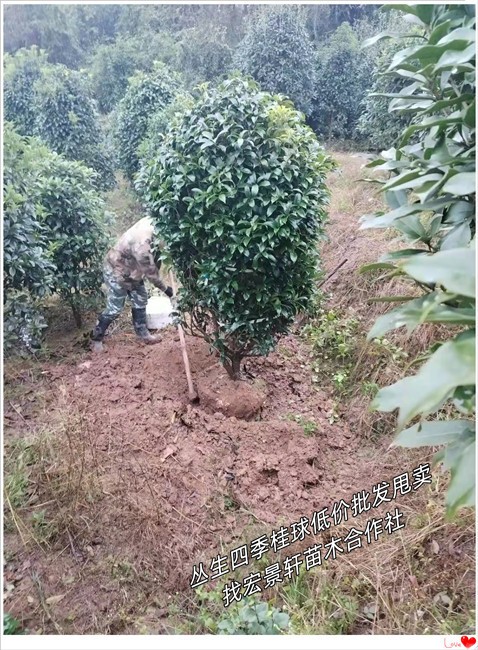 湖南丛生四季桂，浏阳桂花价格，长沙桂花树苗圃-宏景轩苗木合作社