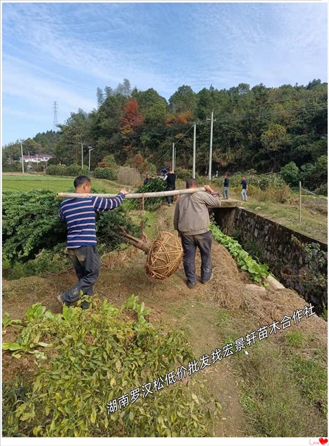 造型罗汉松，临水造型罗汉松，湖南罗汉松苗圃-宏景轩苗木合作社