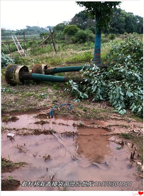 截杆移栽香樟，湖南香樟苗圃，浏阳香樟价格-宏景轩苗木合作社