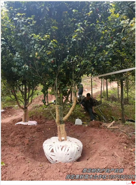 湖南茶花树，浏阳茶梅杯苗，茶花球基地-宏景轩苗木合作社