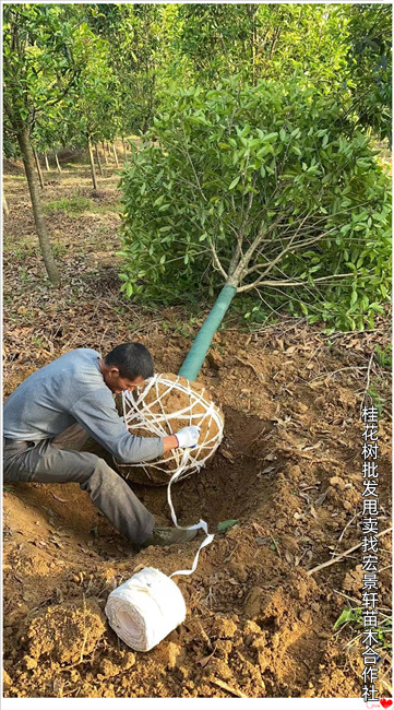 湖南桂花树，浏阳桂花树价格，长沙桂花苗圃-宏景轩苗木合作社