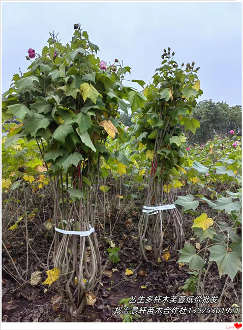 丛生多杆木芙蓉苗子,夹竹桃杯苗,湖南木芙蓉就来宏景轩