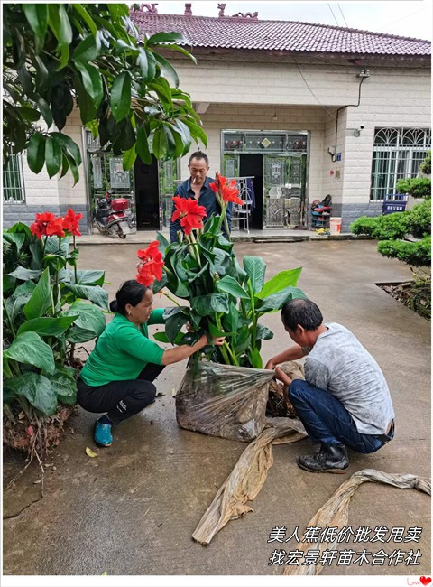 湖南美人蕉,浏阳木芙蓉，长沙夹竹桃杯苗-宏景轩苗木合作社