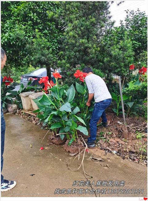 湖南美人蕉,浏阳木芙蓉，长沙夹竹桃杯苗-宏景轩苗木合作社