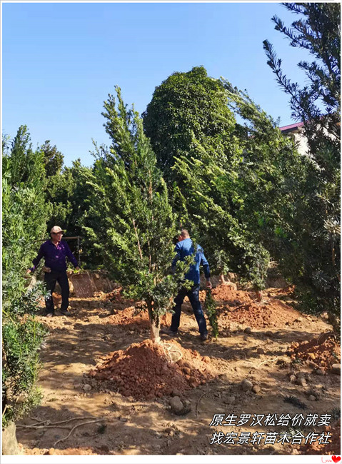 造型罗汉松,临水造型罗汉松价格,湖南罗汉松苗圃-宏景轩苗木合作社