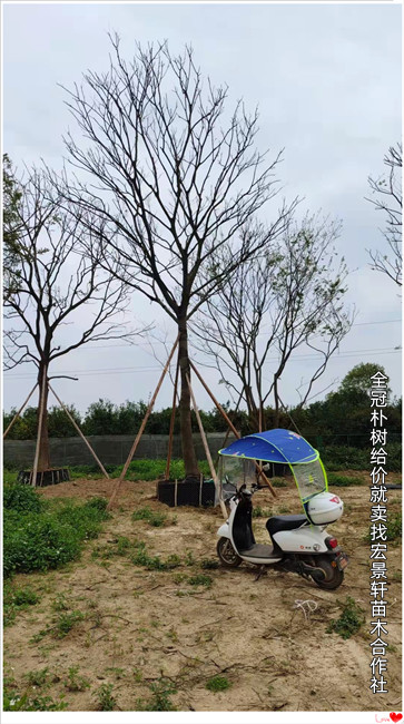 多杆丛生朴树,湖南全冠朴树，浏阳移栽朴树-宏景轩苗木合作社