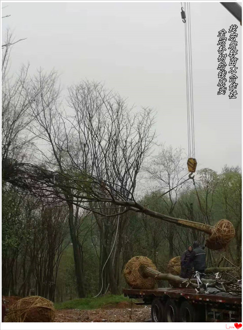 多杆丛生朴树,湖南全冠朴树，浏阳移栽朴树-宏景轩苗木合作社