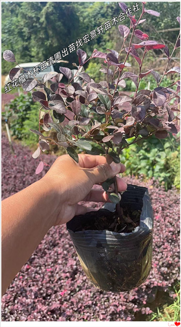 湖南红花檵木杯苗，浏阳红花檵木小苗，红花檵木价格找宏景轩苗木合作社