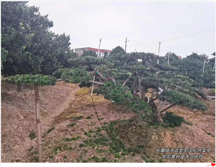 湖南罗汉松，湖南造型黑松，长飘临水造型罗汉松-宏景轩苗木合作社