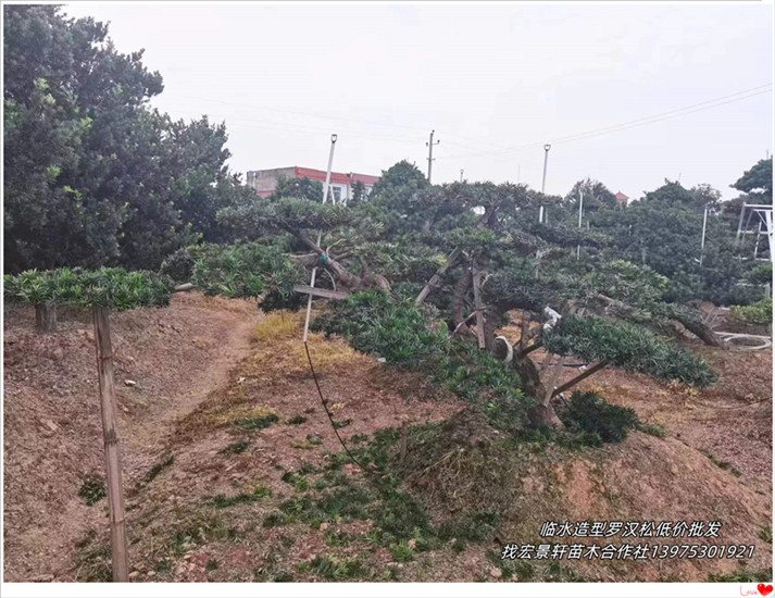 湖南罗汉松，湖南造型黑松，长飘临水造型罗汉松-宏景轩苗木合作社