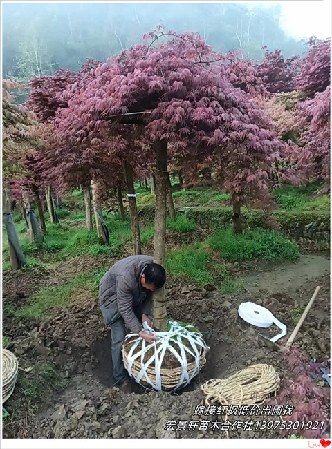 嫁接红枫苗圃，湖南红枫价格，浏阳多杆红枫-宏景轩苗木合作社