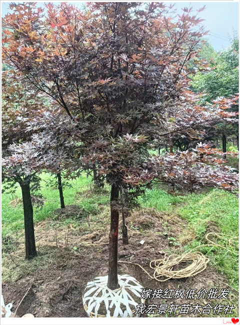 嫁接红枫苗圃，湖南红枫价格，浏阳多杆红枫-宏景轩苗木合作社