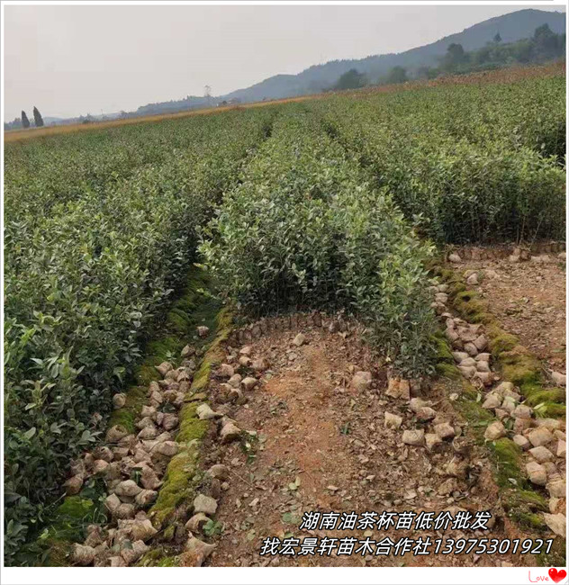 高产嫁接油茶苗，湖南油茶苗，浏阳油茶杯苗-宏景轩苗木合作社