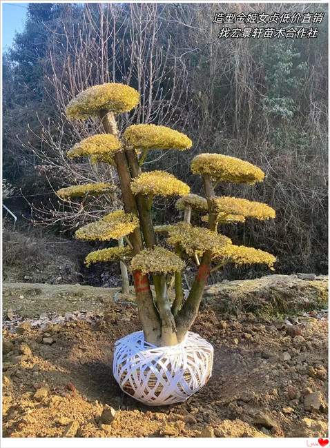 造型金姬女贞，湖南丛生金姬女贞价格，浏阳造型亮晶女贞-宏景轩苗木合作社