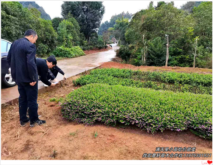 湖南满天星杯苗，湖南矮牵牛杯苗，红叶石楠小毛球-宏景轩苗木合作社