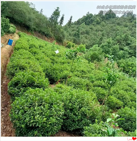 春鹃杯苗,湖南杜鹃小毛球，浏阳春鹃小苗,红花檵木杯苗-宏景轩苗木合作社