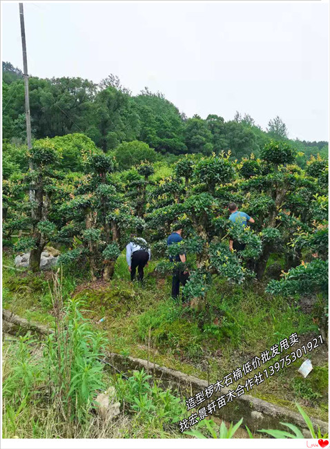 造型椤木石楠,湖南多杆榆树,浏阳丛生椤木石楠-宏景轩苗木合作社