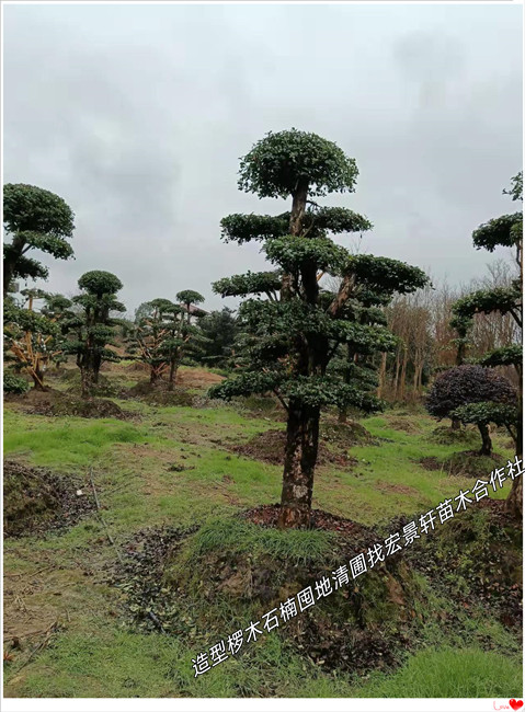 造型椤木石楠,湖南多杆榆树,浏阳丛生椤木石楠-宏景轩苗木合作社